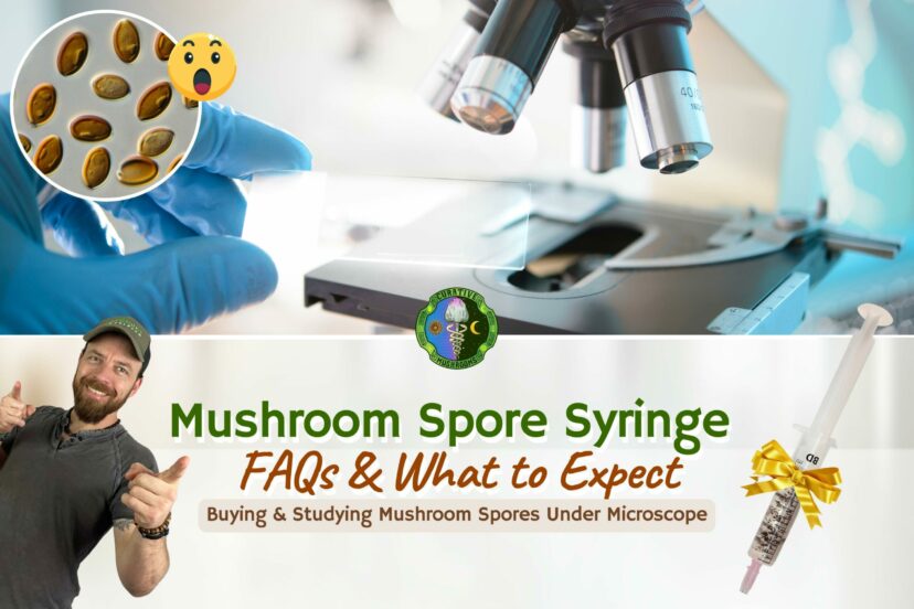 Mushroom Spore Syringe - FAQs & What To Expect - Buying & Studying Mushroom Spores Under Microscope