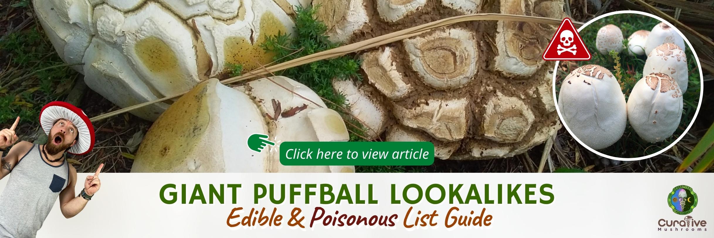 Giant Puffball Lookalikes - Edible and Poisonous List Complete Guide