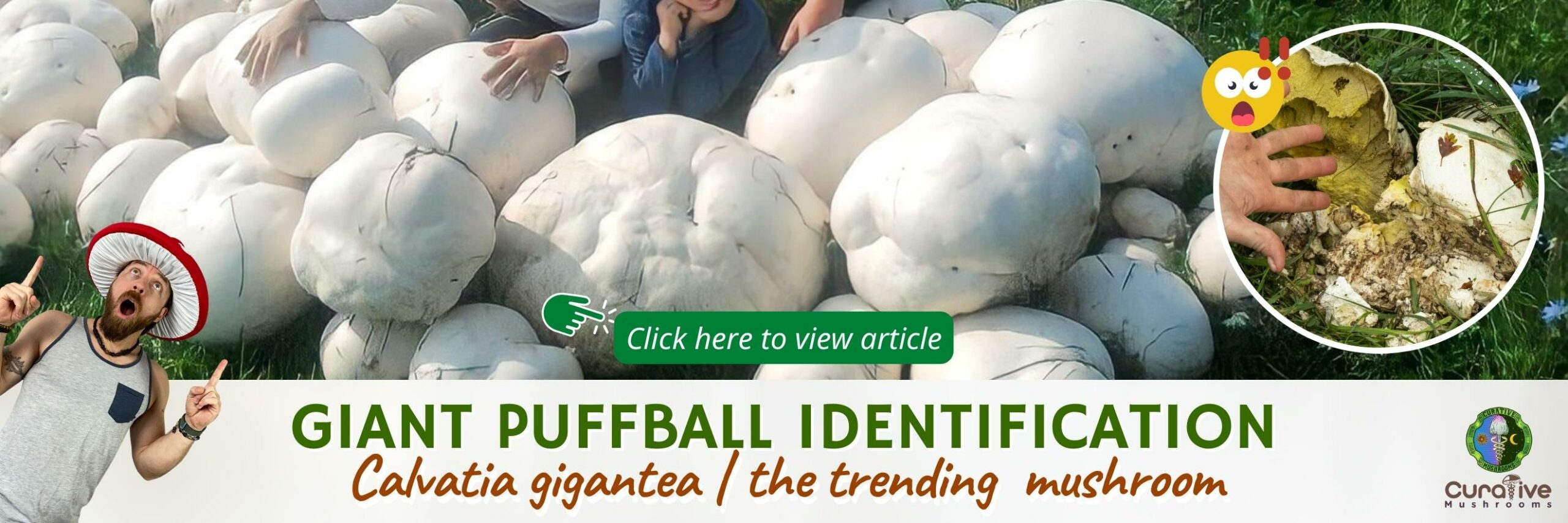 Giant Puffball Mushroom Identification Calvatia gigantea the trending mushroom