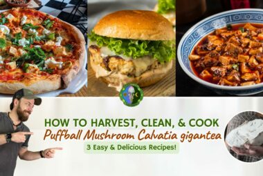 How To Harvest, Clean, Slice, And Cook Giant Puffball Calvatia Gigantea Mushroom - 3 Easy And Delicious Recipes