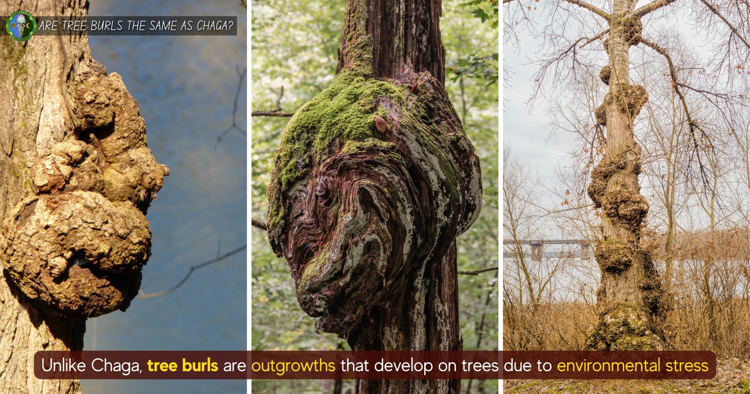 Are tree burls the same as Chaga fungi - tree burls rounded outgrowths develop on trees due to environmental stress - same color as the tree