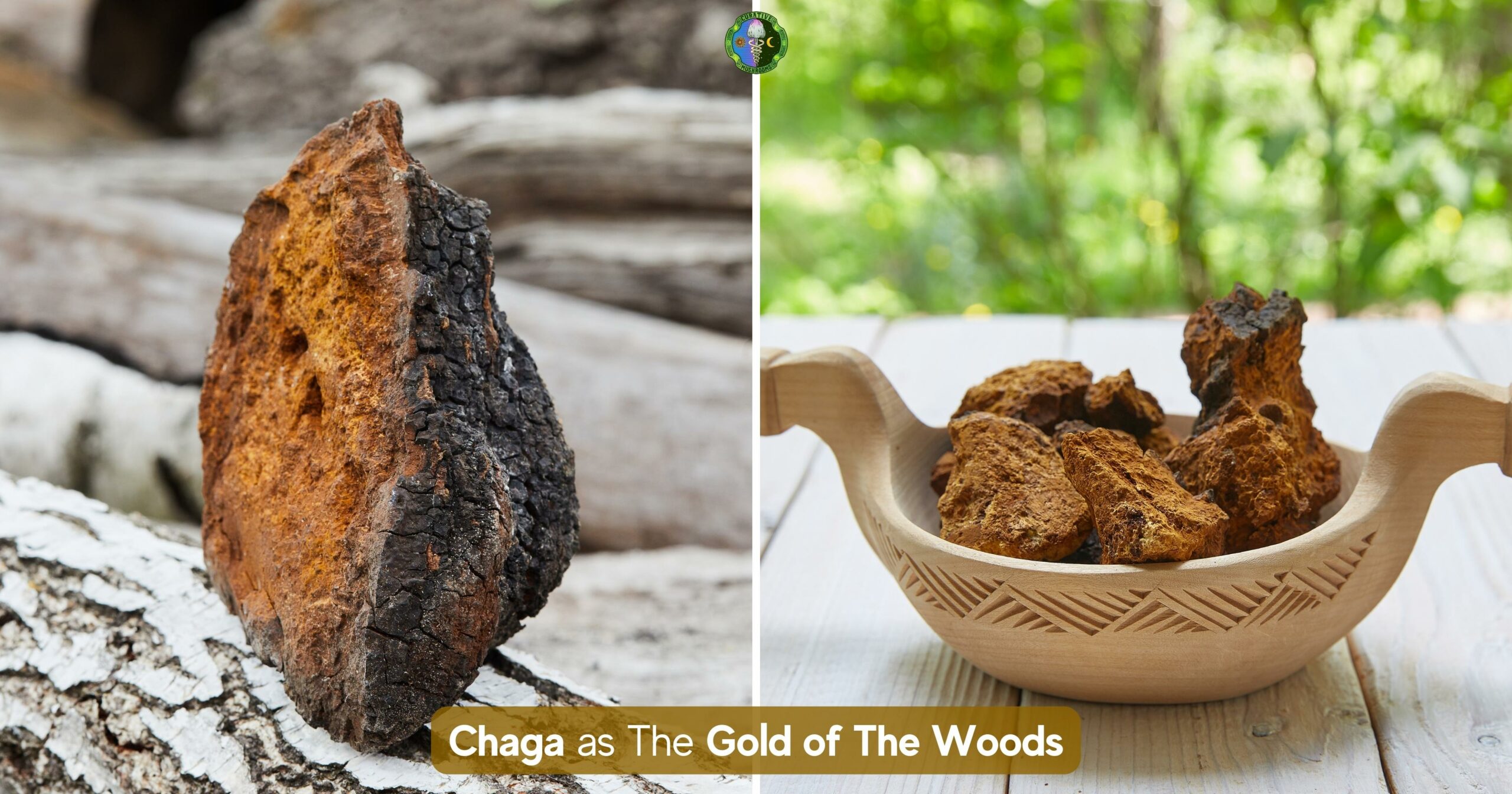 Chaga Gold of the Woods - medicinal valuable as gold - reduce inflammation, fight cancer cells, regulate blood sugar levels, prevent heart disease, boost immune system, fight stress