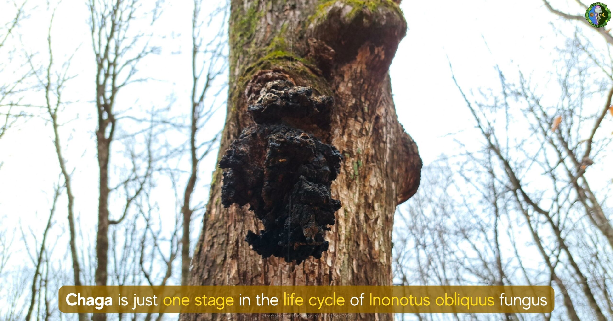 Chaga is just one stage in the life cycle of Inonotus obliquus fungus - sclerotia and sterile conk explained