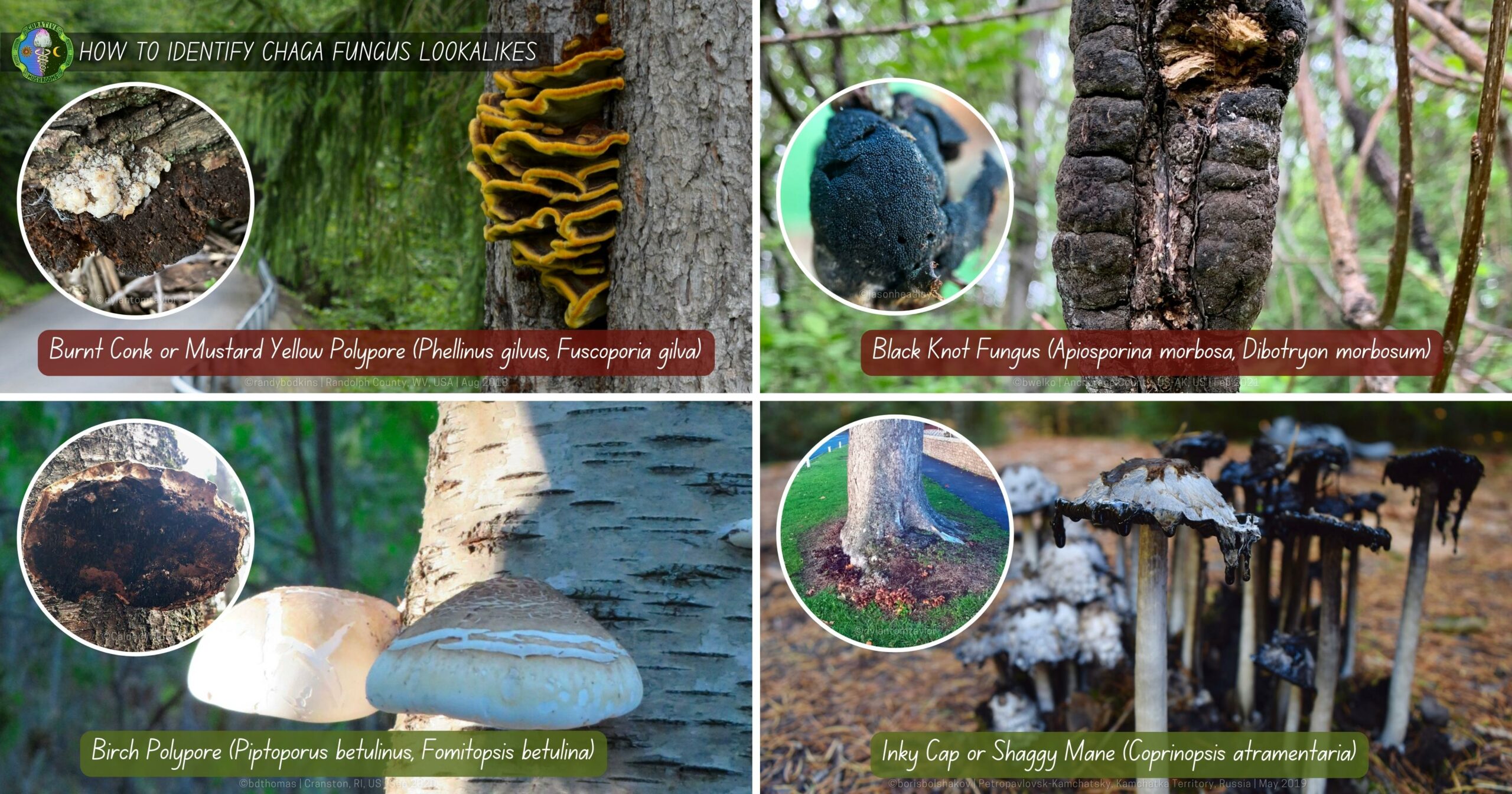 Chaga mushroom Lookalikes - Burnt Conk or Mustard Yellow Polypore, Black Knot Fungus, edible Birch Polypore, edible Inky Cap