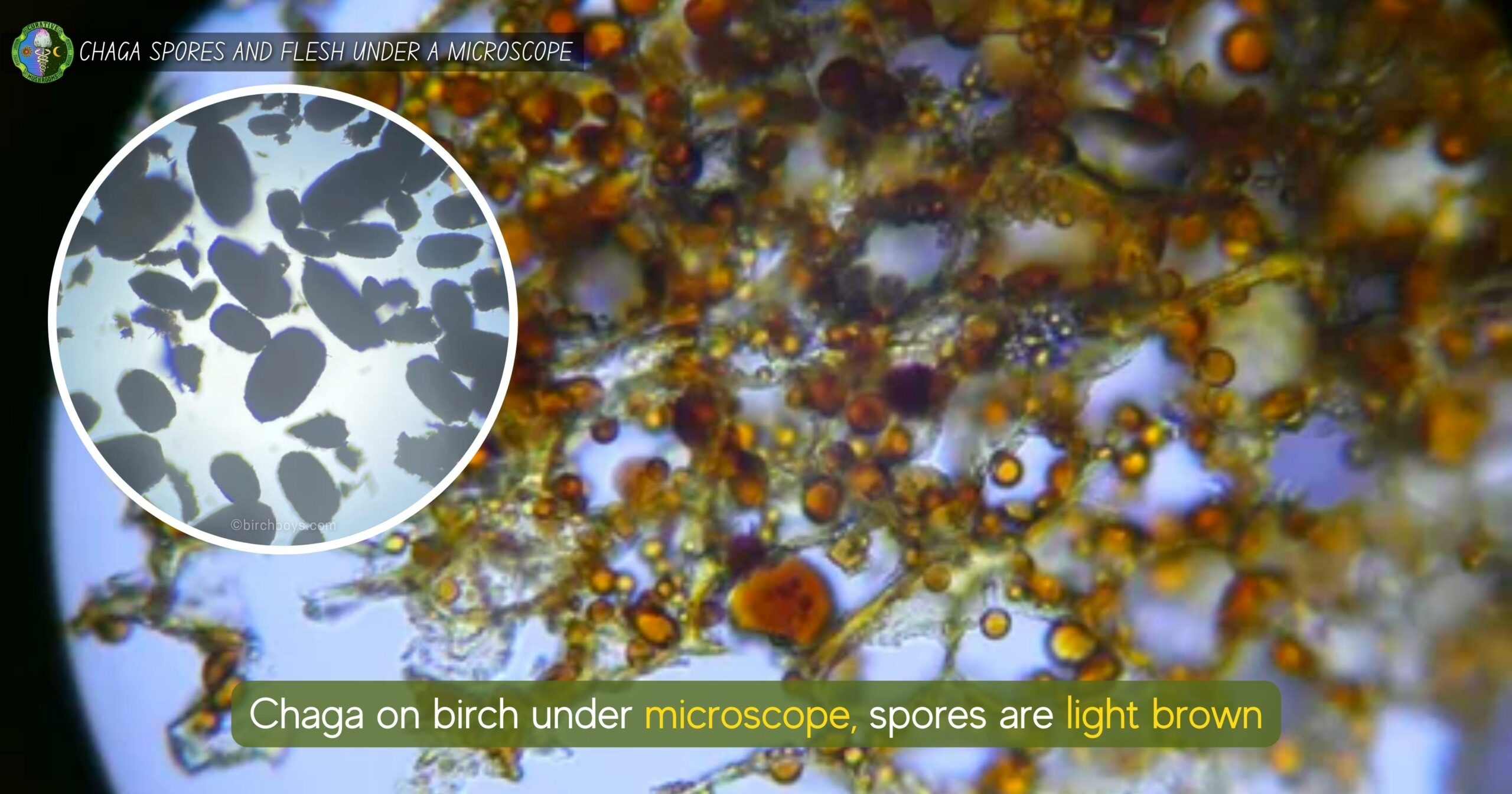 Chaga spore and flesh appearance - Chaga on birch under microscope - spores are light brown.jpg