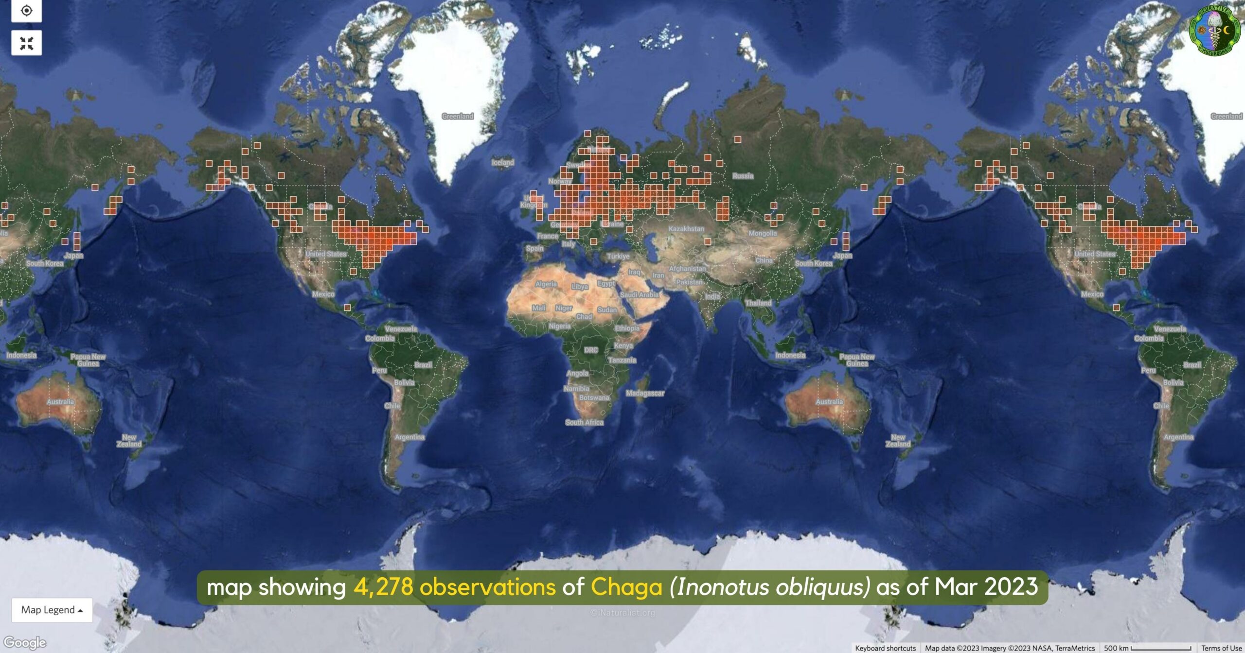 Chaga's distribution - map showing 4,278 observations of Chaga Inonotus obliquus as of Mar 2023