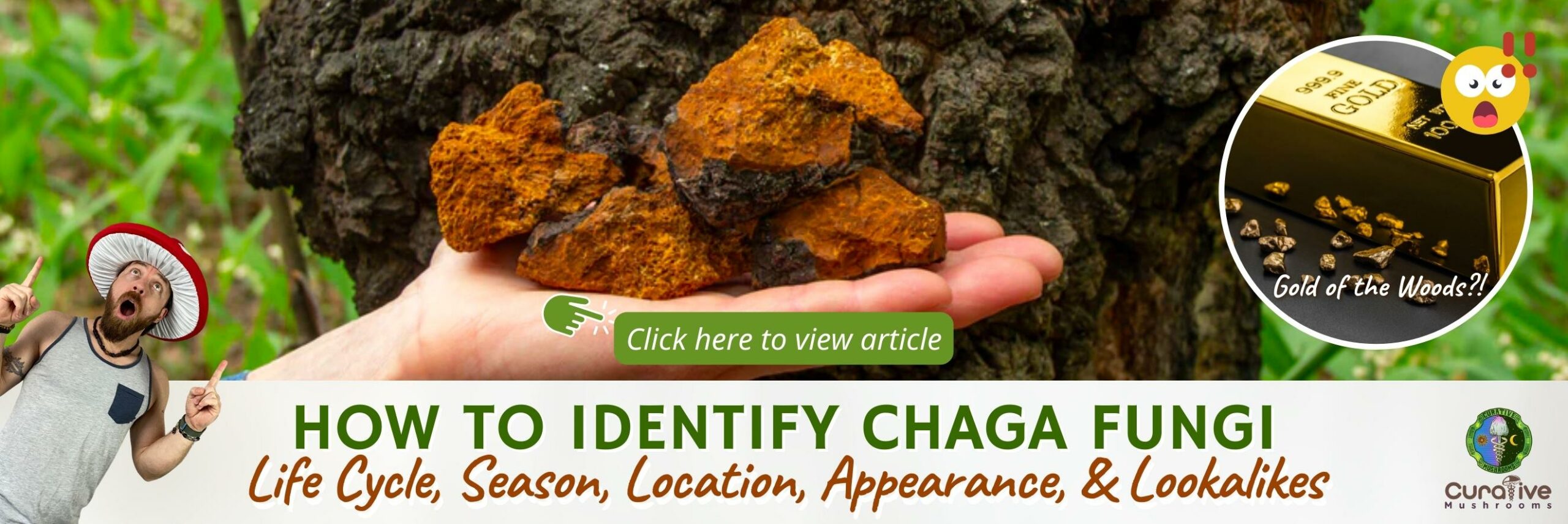 How to Identify Chaga Fungi - Life Cycle, Season, Location, Appearance, & Lookalikes - Click here to view