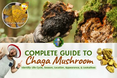How To Identify Chaga Mushrooms (Inonotus Obliquus) - Complete Guide To Chaga Mushroom Identification - Life Stage Cycle, Appeatance, Season, Growth Habitat, Distribution, Lookalikes