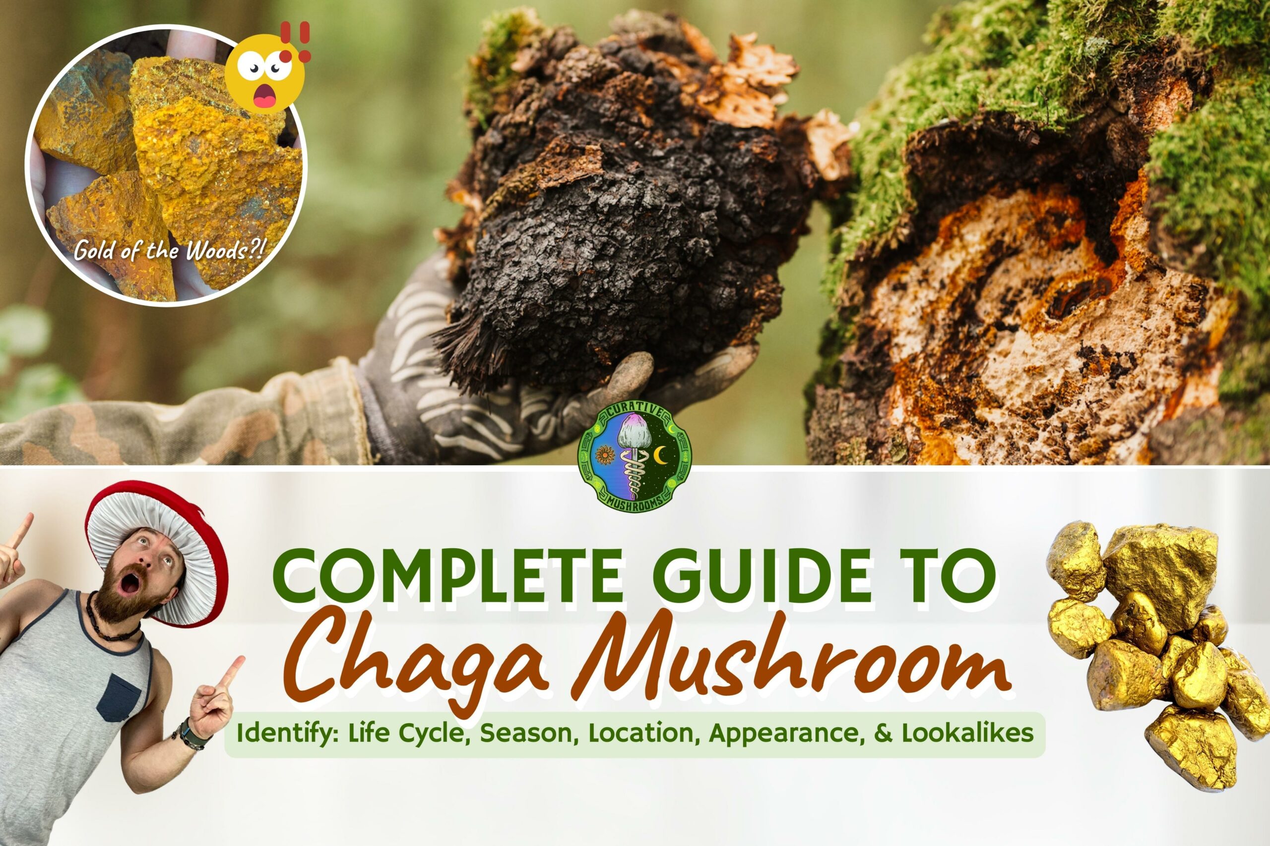 Chaga Mushroom Identification Inonotus Obliquus 