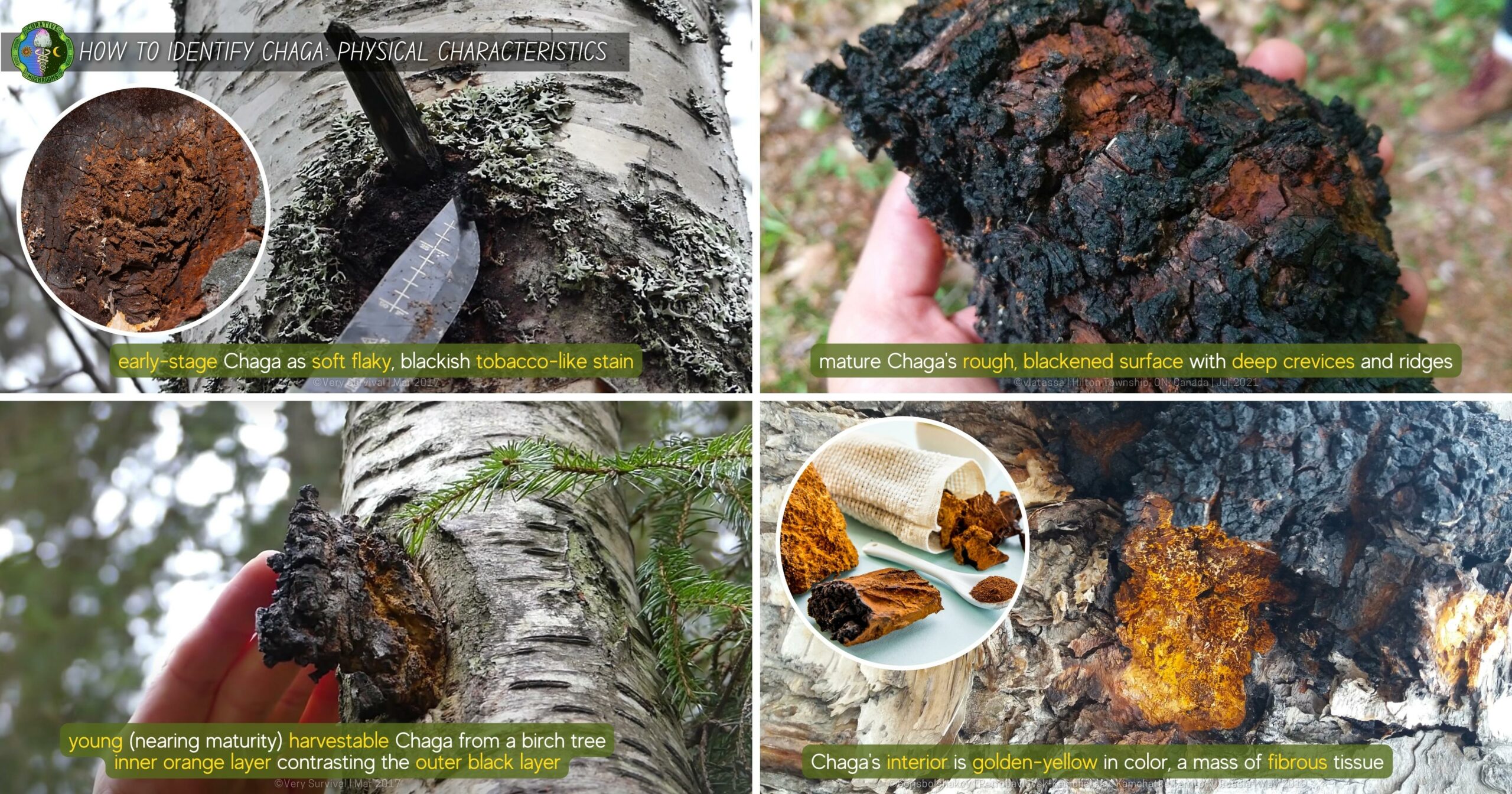 How to identify Chaga Physical Characteristics - early-stage soft flaky tobacco stain - mature rough, black surface with deep crevices - interior is golden-yellow