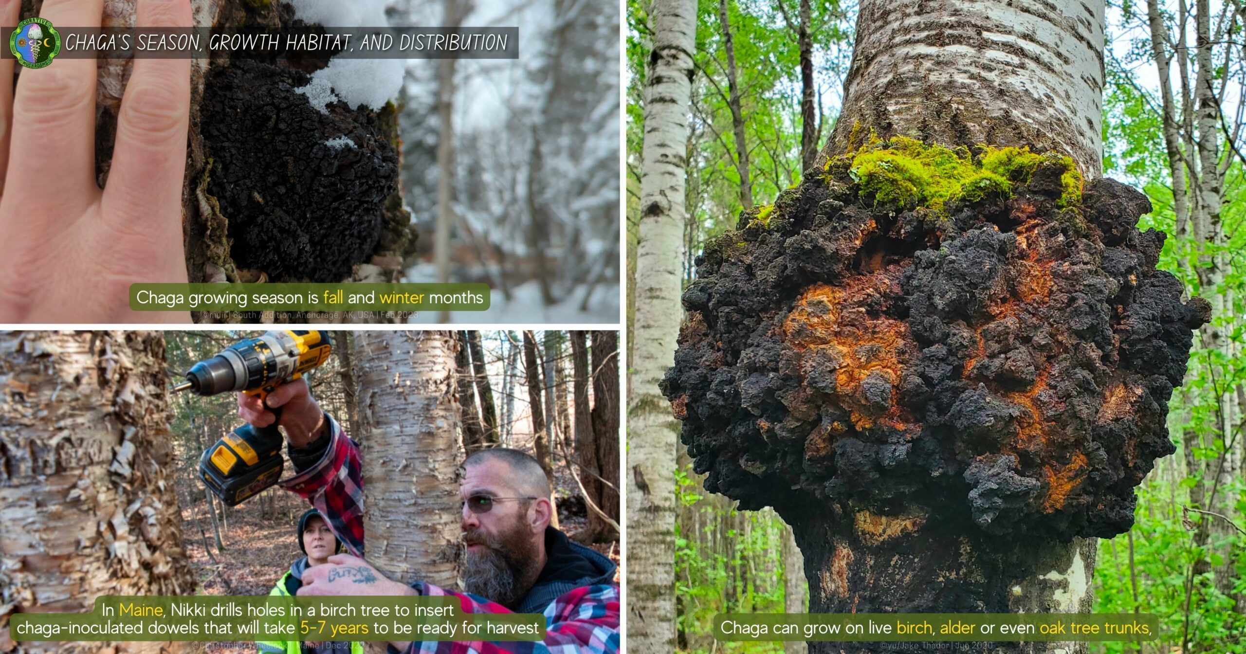 Season, Growth Habitat, and Distribution of Chaga Mushroom - fall winter, live birch trees, northern hemisphere - Russia, Europe, North America - cultivated in Asia and Maine