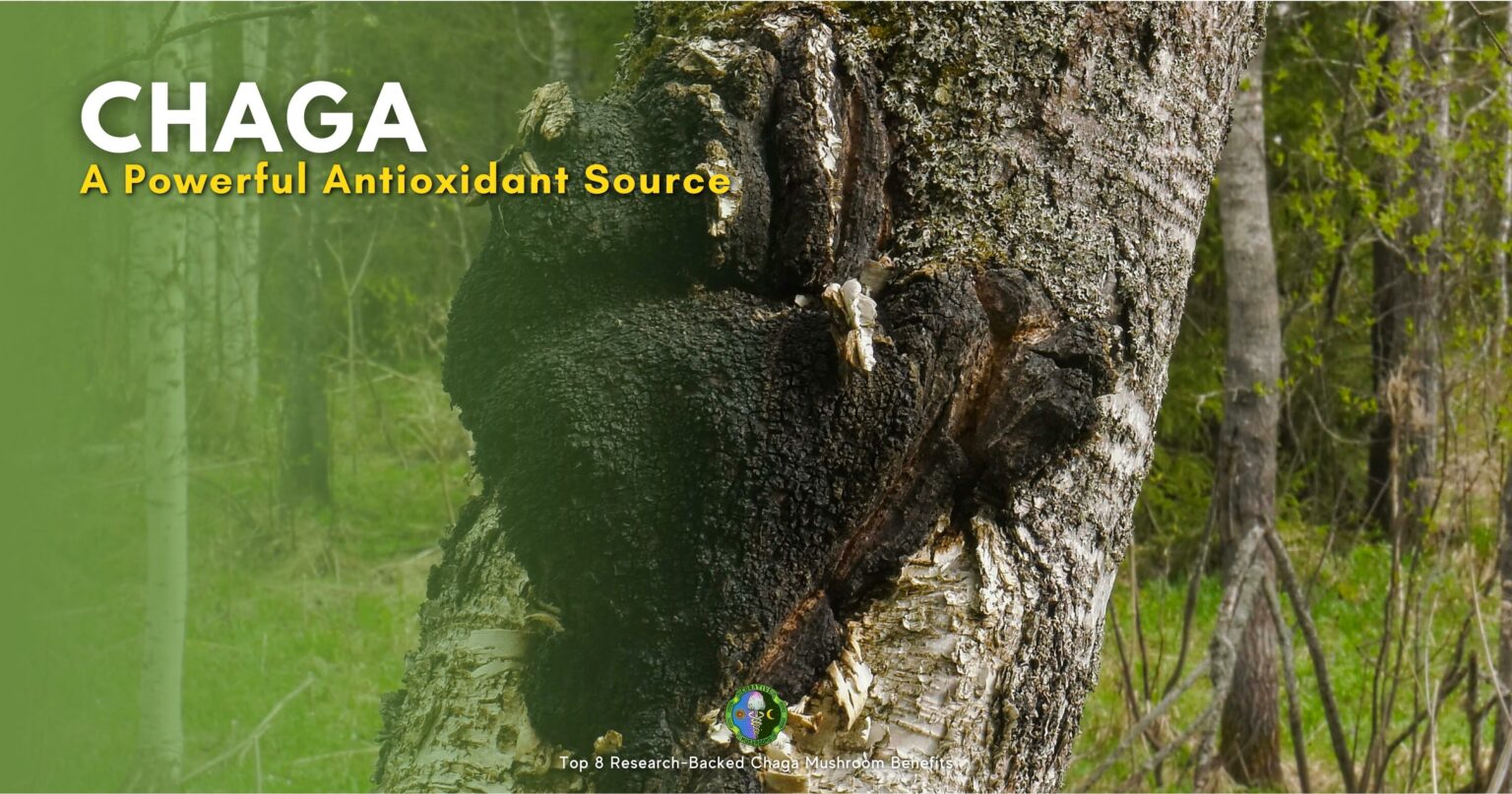 Chaga Mushroom Benefits for Skin and Health