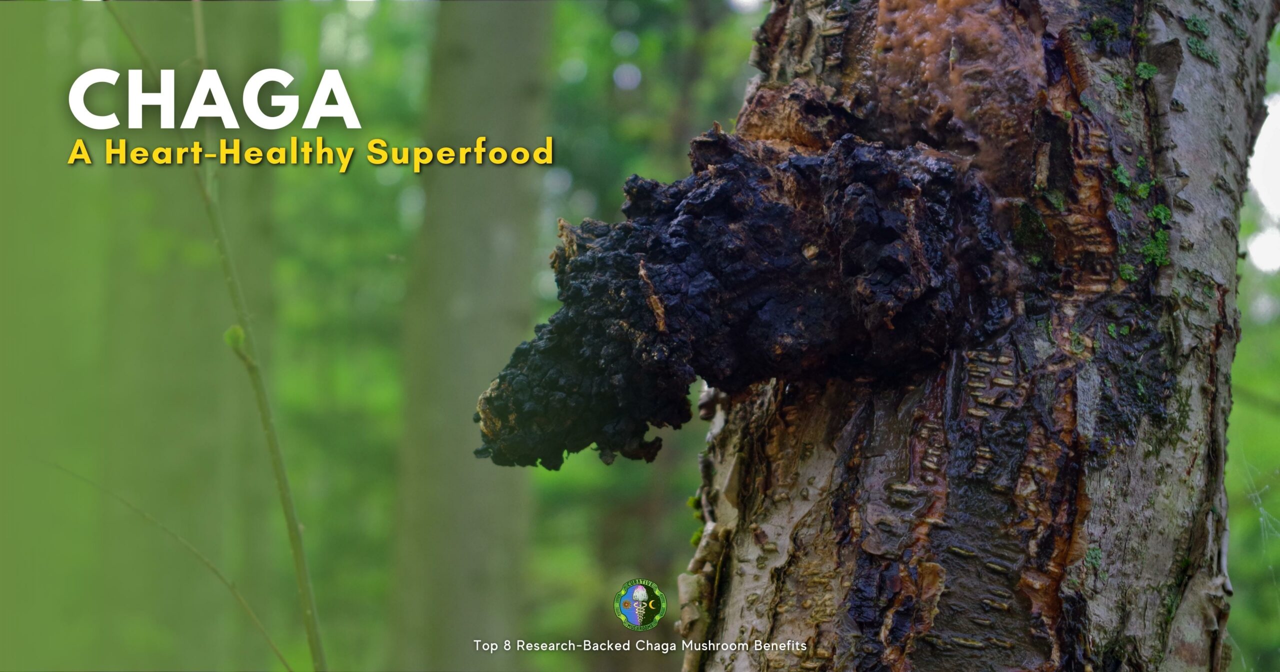 Top 8 Research-Backed Chaga Mushroom Benefits - Supports cardiovascular health - betulinic acid - inhibit an enzyme called ACE - reduced blood pressure