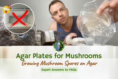 Agar Plates For Mushrooms - Growing Mushroom Spores On Agar - Expert Answers To FAQs