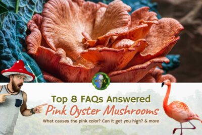Beginners Complete Guide - Pleurotus Djamor FAQs - Eumelanin Phaeomelanin - Can You Grow Pink Oysters Tropical East Asia America - Can Pink Oyster Mushrooms Get You High - Price - Eat Raw Cooked