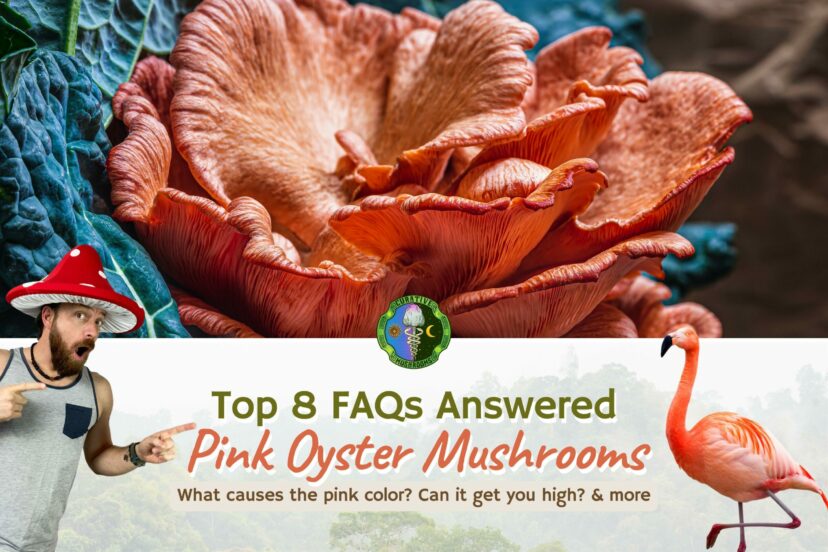Pink Oyster Mushrooms Pleurotus djamor Top 8 FAQs