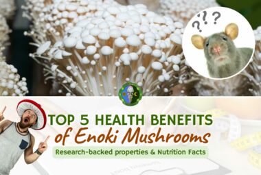 Enoki Mushroom Benefits - Enoki Mushroom Nutrition Facts - Research-backed Enokitake, Flammulina Velutipes, Golden Needle - Immune System, Anti-inflammatory, Blood Sugar, Weight Loss, Gut Health