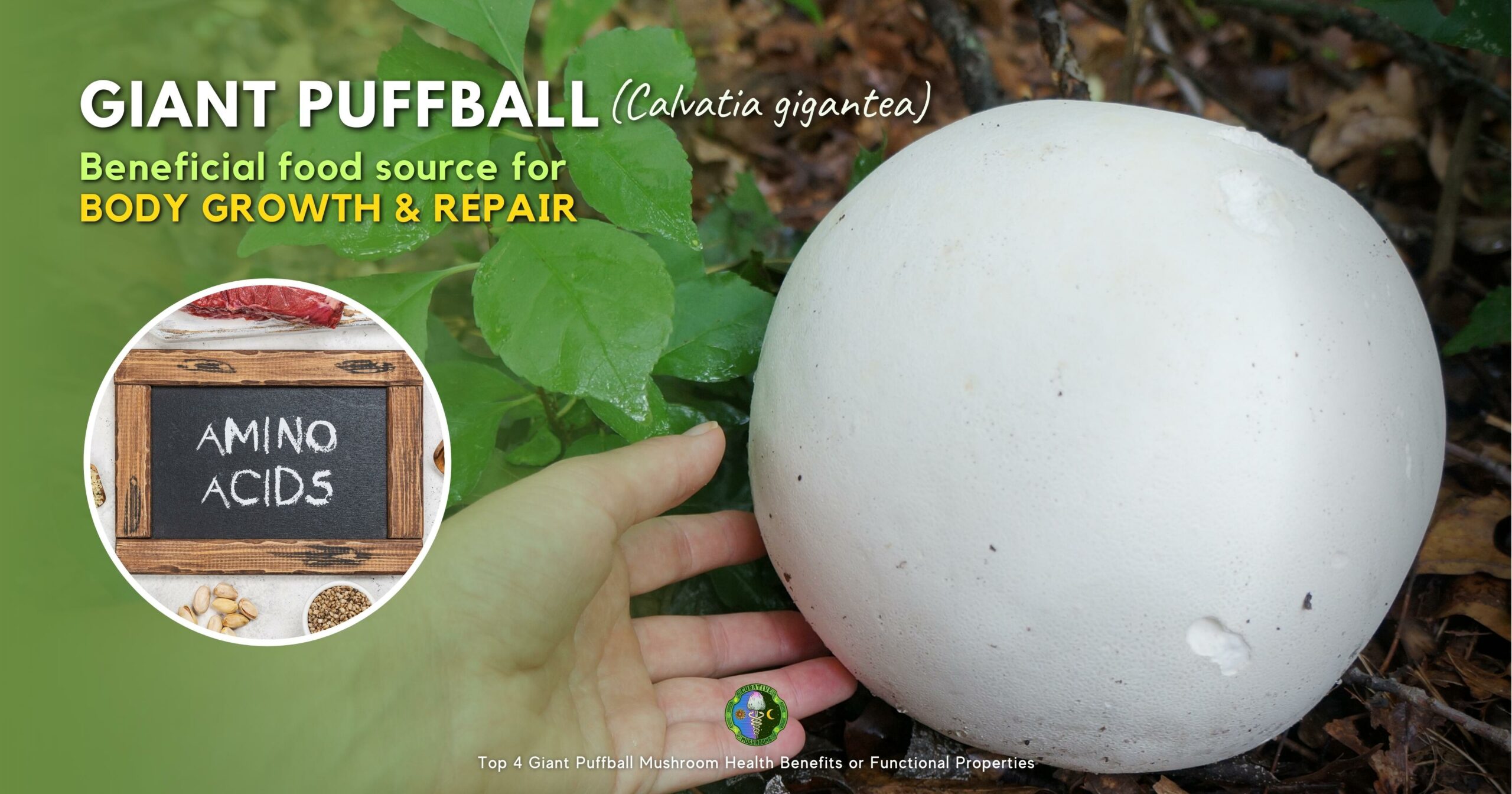 Giant Puffball beneficial food source for body growth and repair - amino acids