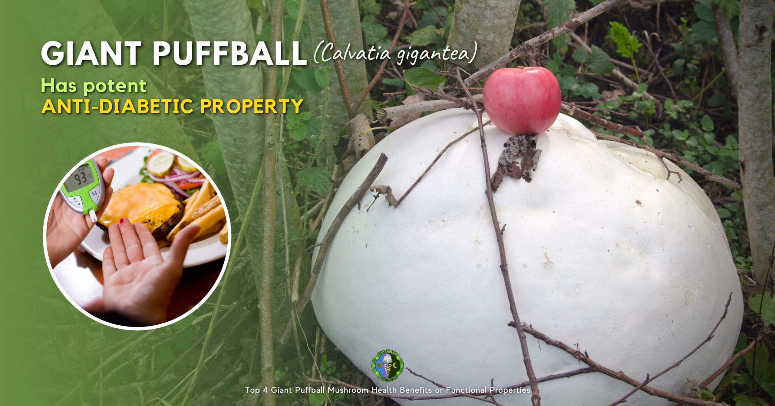 Giant Puffball has potent anti-diabetic property - reducing blood glucose levels by 29.3 percent