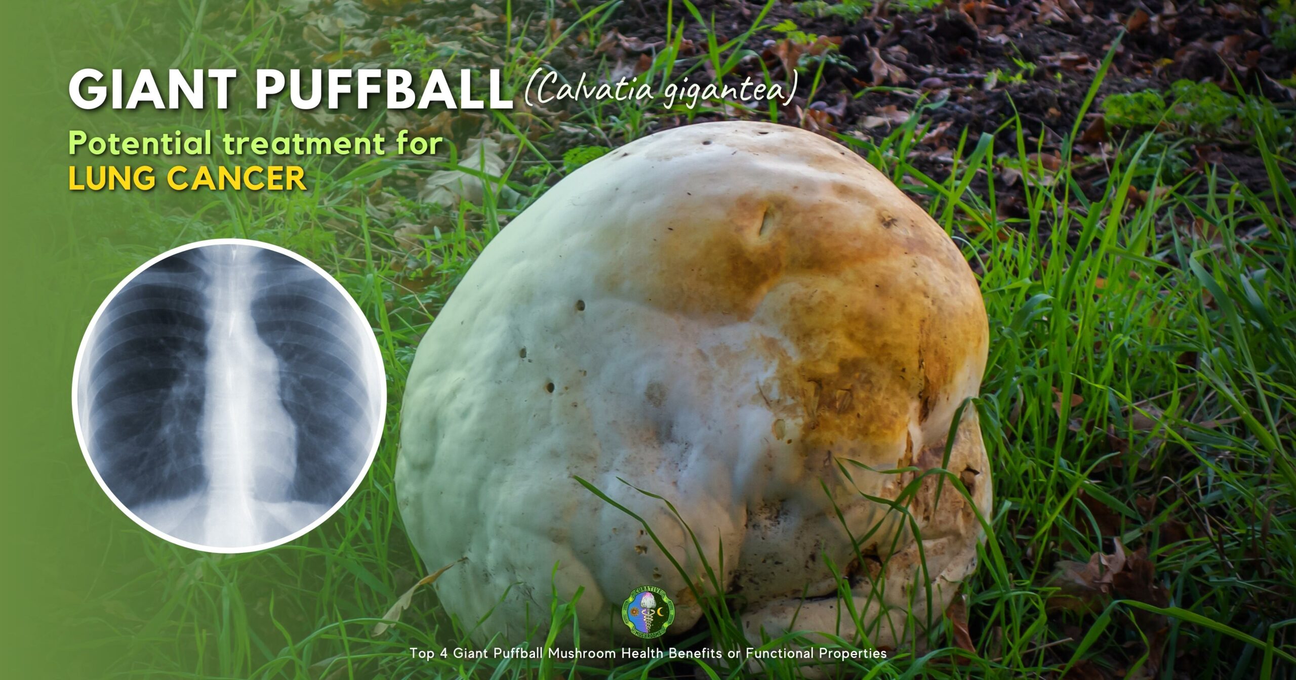 Giant Puffball potential treatment for lung cancer