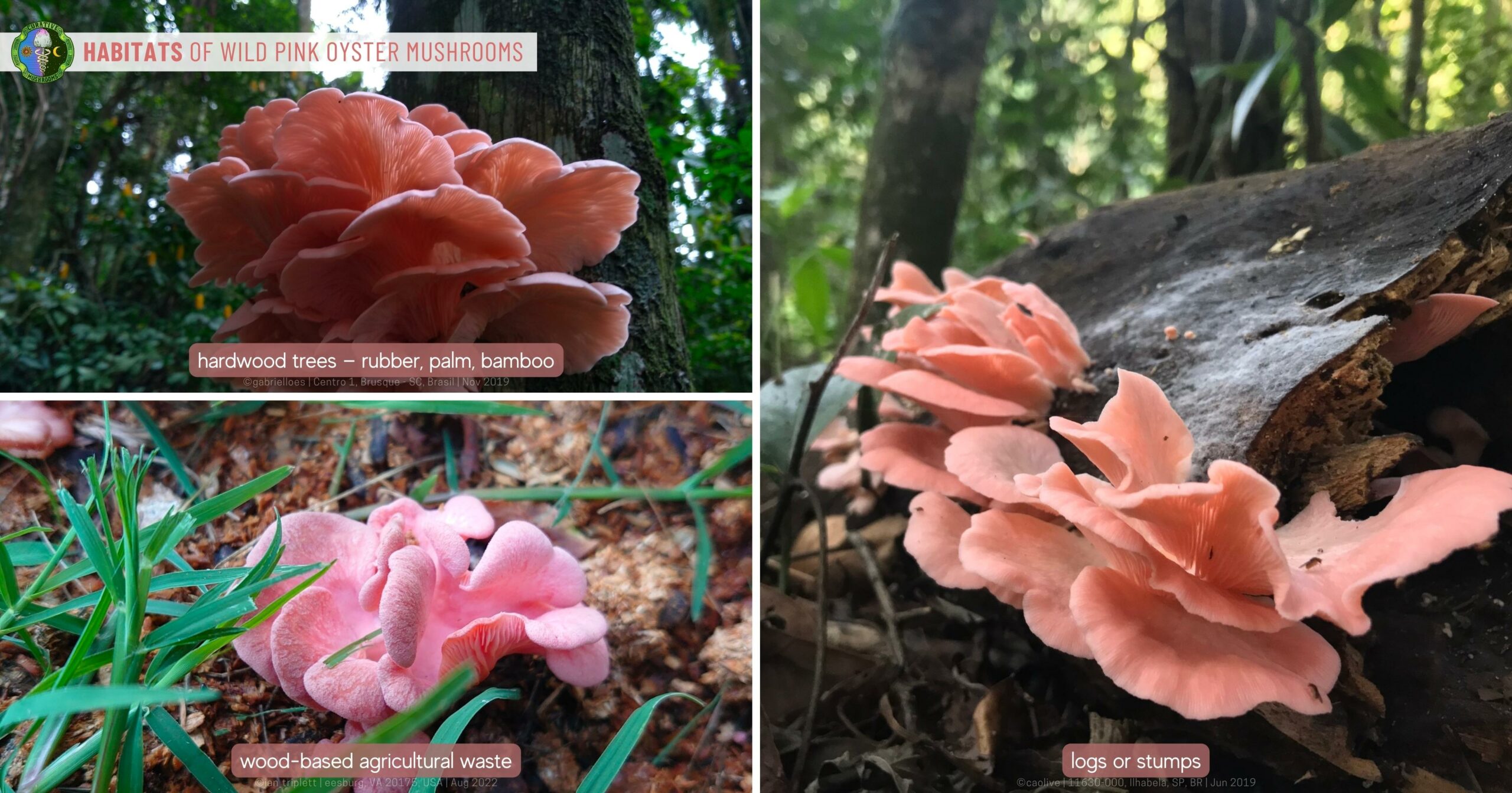 Habitats of Wild Pink Oyster Mushrooms - hardwood trees rubber, palm, bamboo - wood-based agricultural waste - logs or stumps