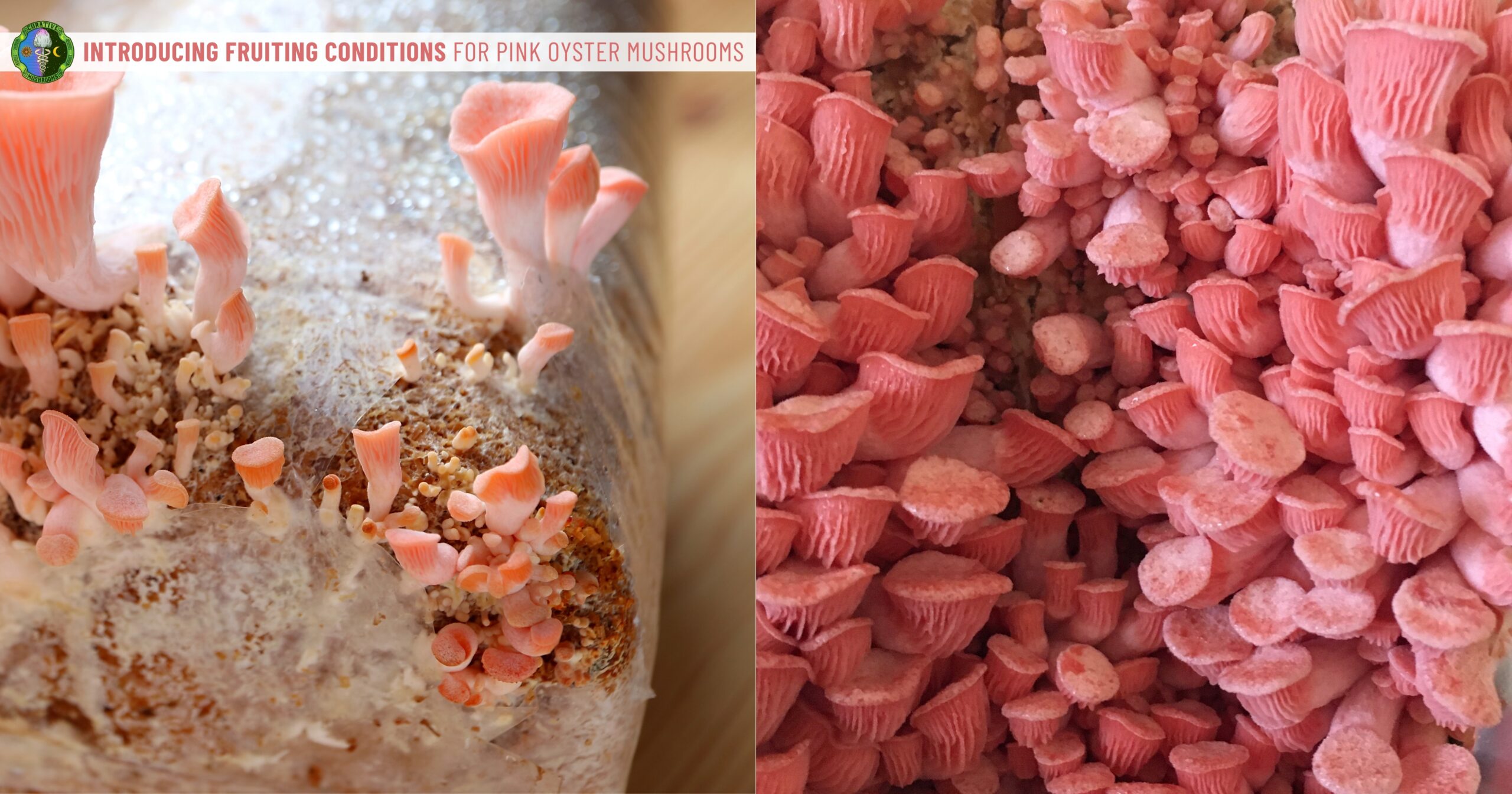 Introducing Fruiting Conditions for Pink Oyster Mushrooms - Pinning, Tiny Pins, Primordia