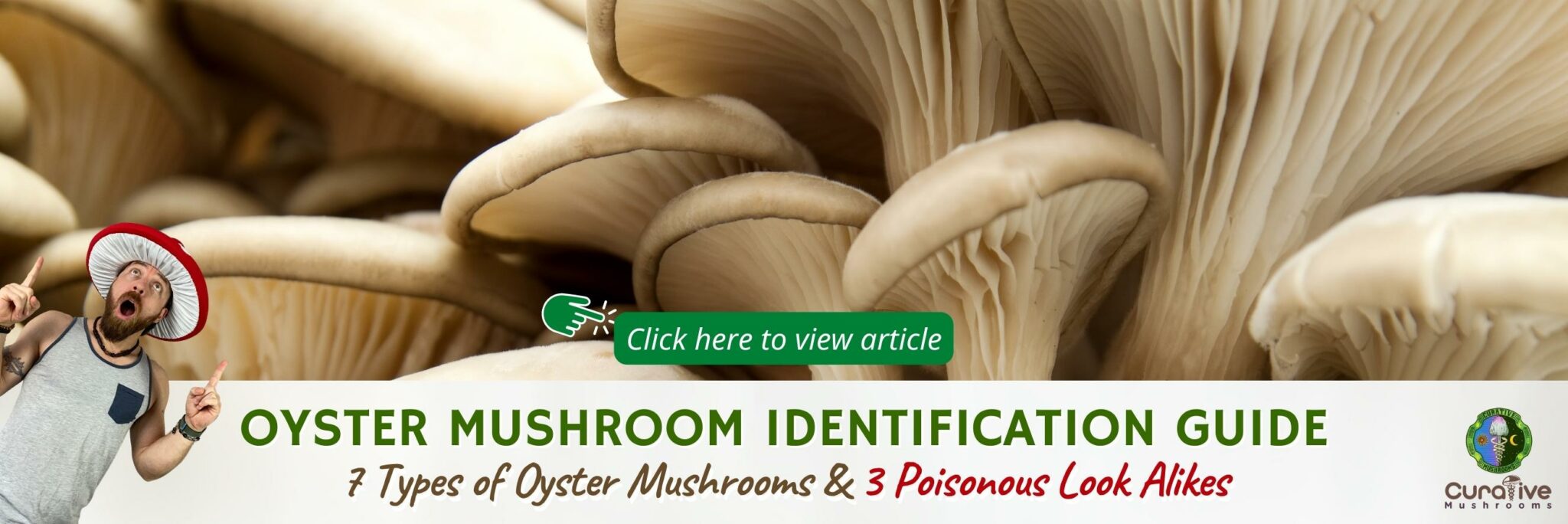 Pink Oyster Mushroom Guide Pleurotus Djamor