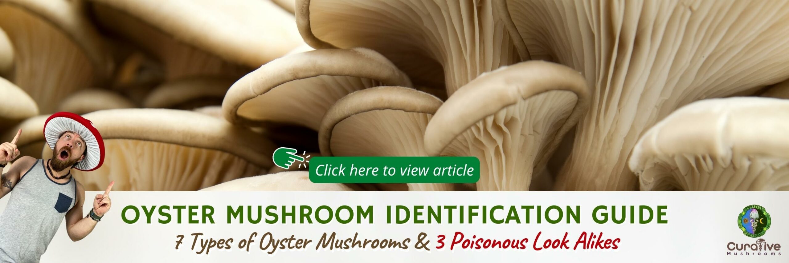 Oyster Mushroom Identification Guide - 7 Types of Oyster Mushrooms and 3 Poisonous Look Alikes