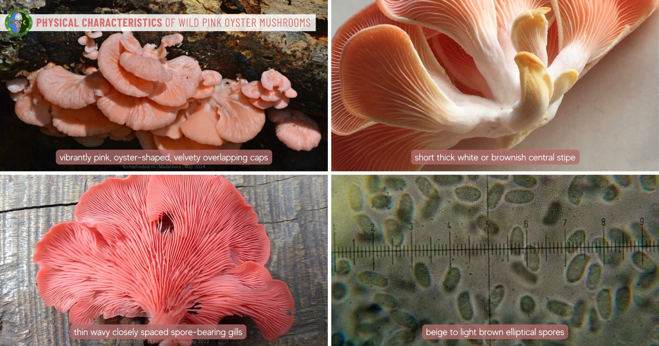 Physical Characteristics Wild Pink Oyster Mushrooms - vibrant pink fan caps - short thick stipe - wavy gills - beige light brown elliptical spores