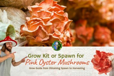 Pink Oyster Mushroom Grow Kit - Pink Oyster Mushroom Spawn - Beginner's Guide To Grow Kits And Alternative Methods