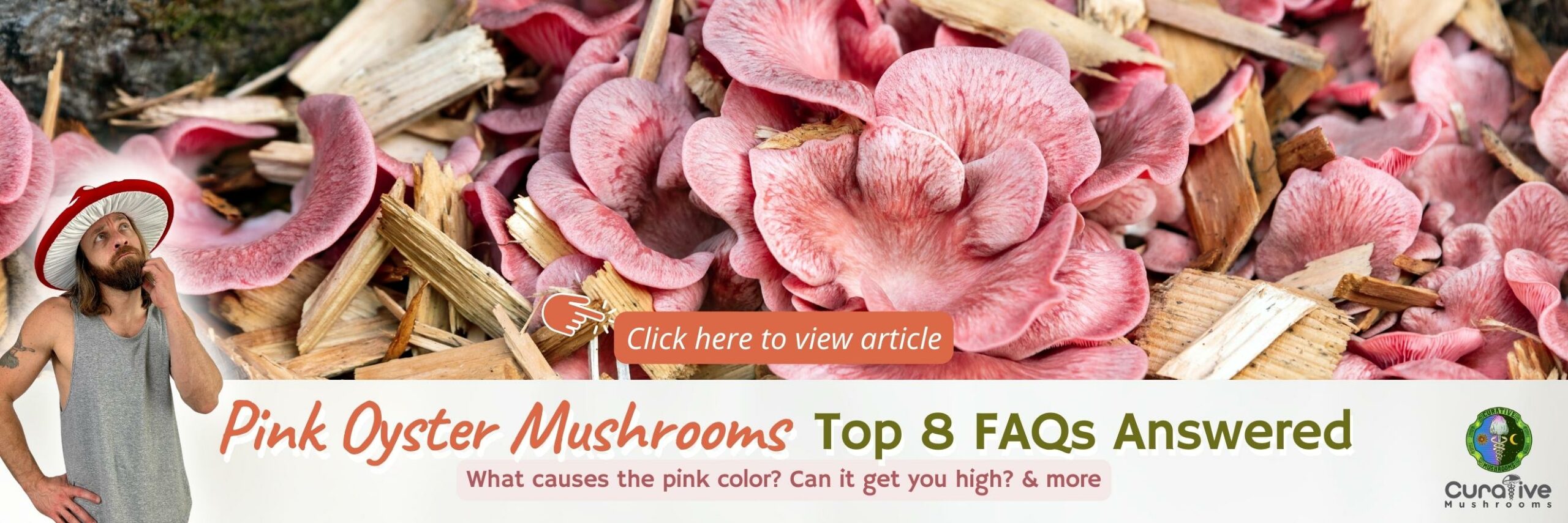 Pink Oyster Mushrooms Top 8 FAQs Answered - What causes the pink color? Can it get you high? & more - Click here to view article