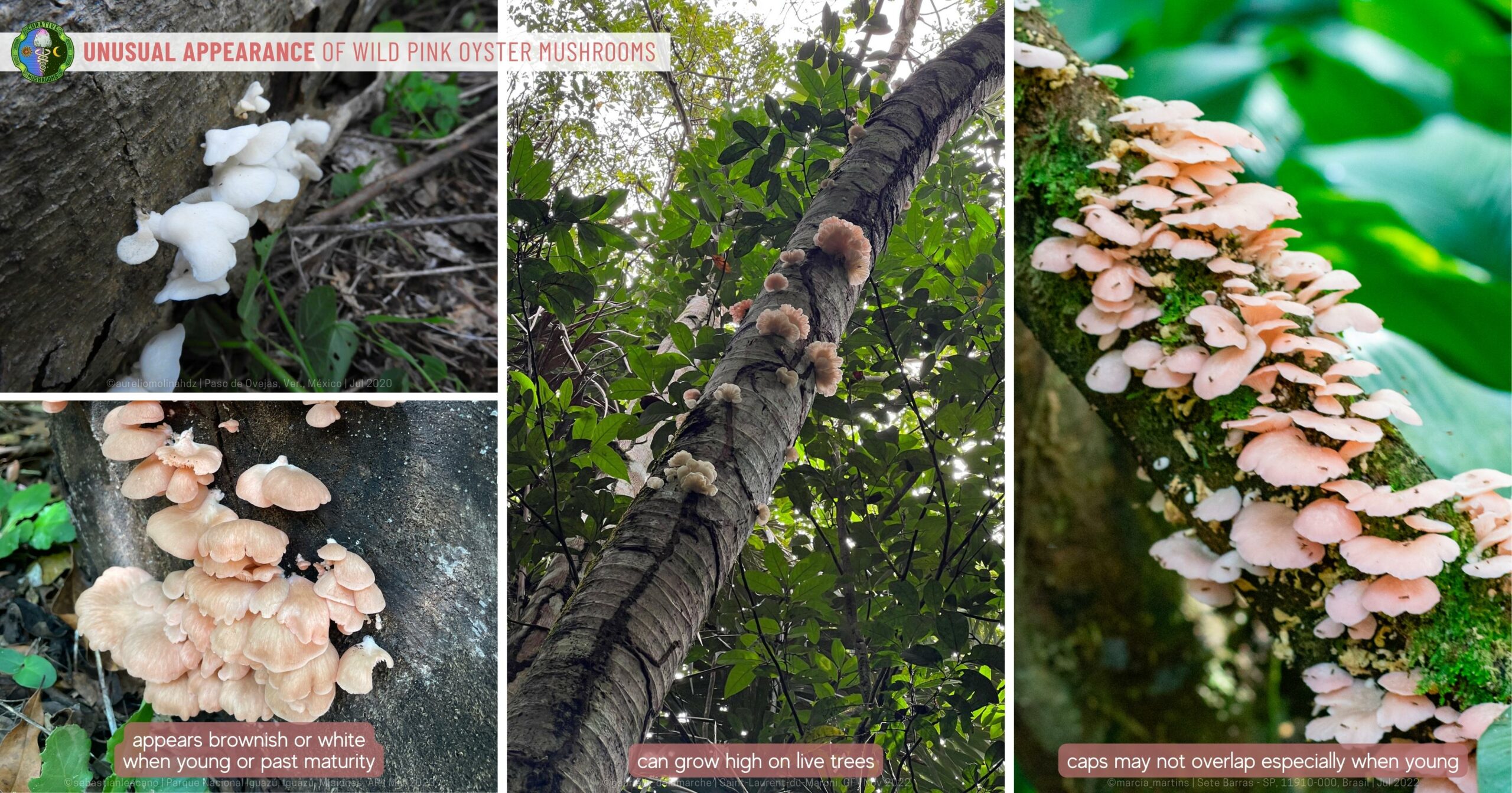 pink oyster mushrooms