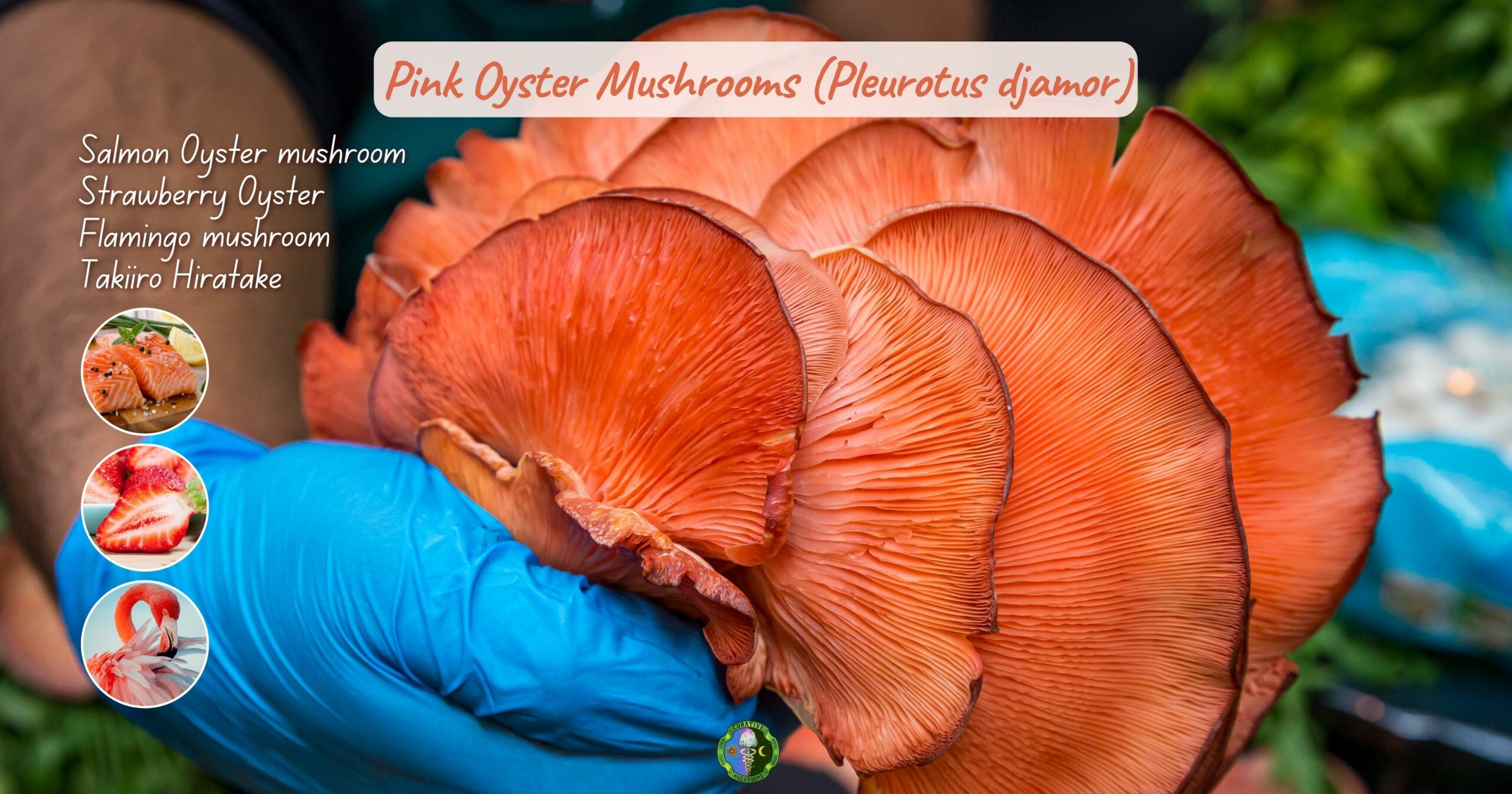 What are Pink Oyster mushrooms - Pleurotus djamor - What classification is a Pink Oyster mushroom - Salmon Oyster mushroom, Strawberry Oyster, Flamingo mushroom, Takiiro Hiratake