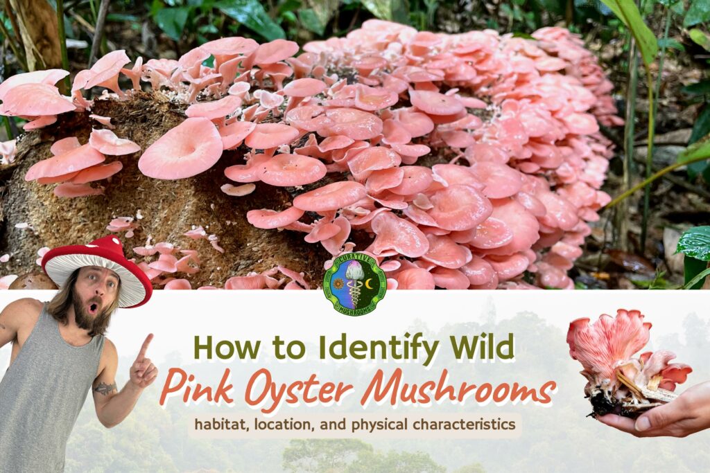 Pink Oyster Mushroom Guide | Pleurotus Djamor