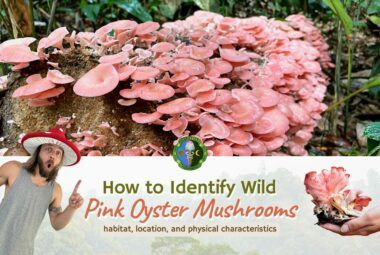 Wild Pink Oyster Mushroom (Pleurotus Djamor) - How To Identify - Habitat, Location, Physical Characteristics