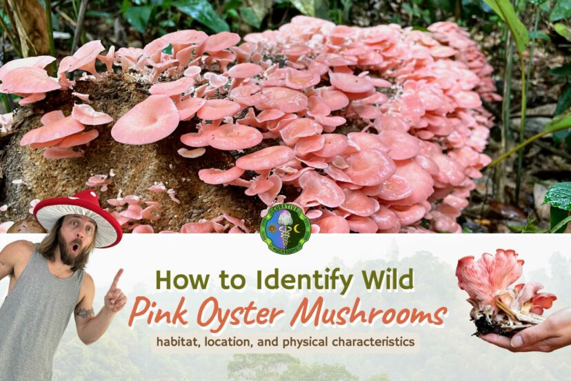 Wild Pink Oyster Mushroom (Pleurotus Djamor) - How To Identify - Habitat, Location, Physical Characteristics