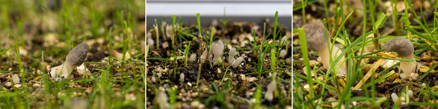 Three photos of small black morels of about 2-10 mm in height, emerged on one of our cultivation beds.