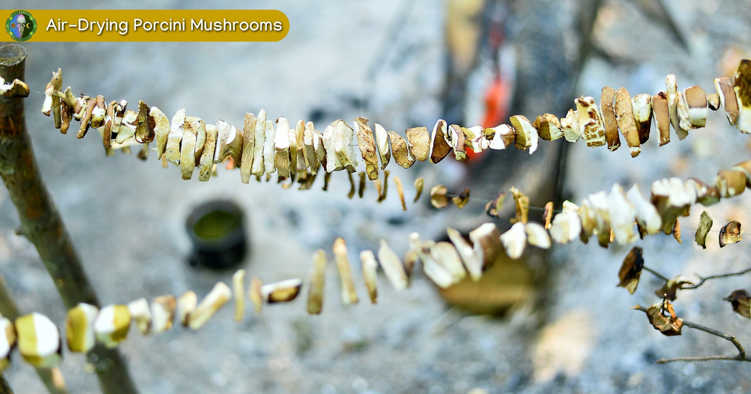 Air Drying Porcini Mushrooms