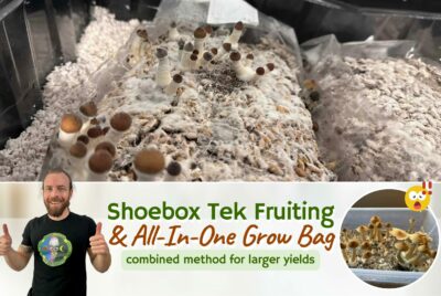 All In One Mushroom Grow Bag Fruiting And Shoebox Tek - What Is The Shoebox Method - How Much Mushroom Yield Per Shoebox - Shoe Box Tek Vs. Monotub Tek