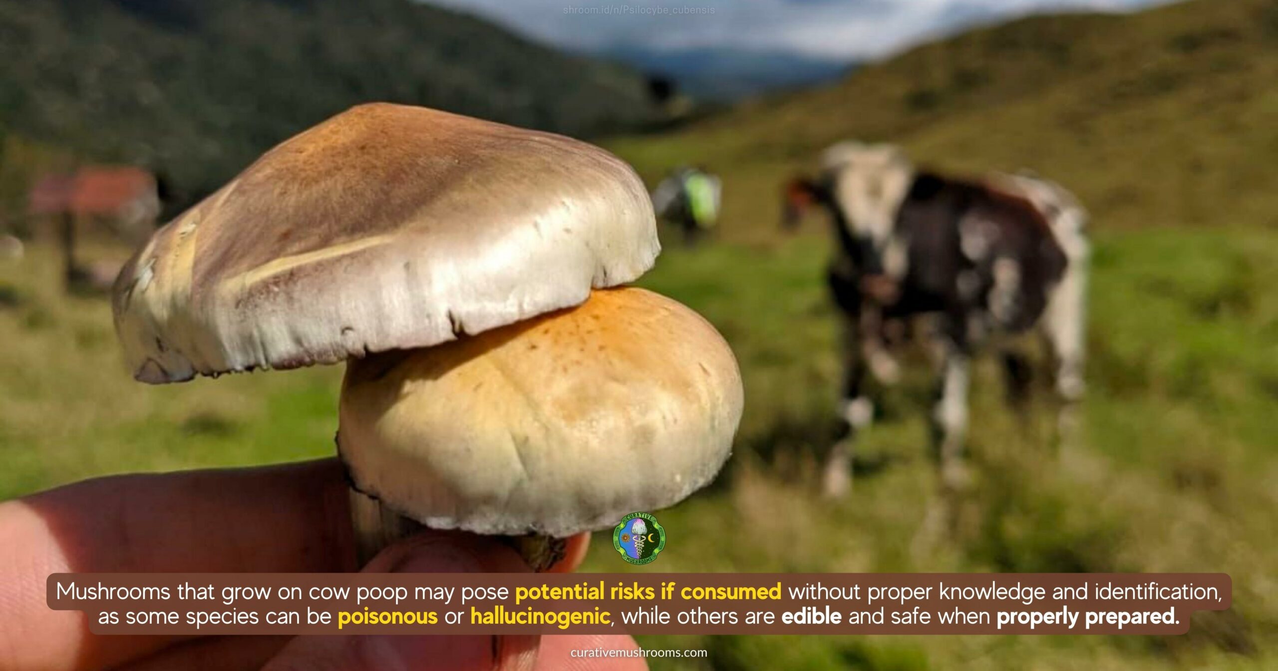 Are mushrooms that grow on cow poop safe to eat - potential risks if consumed without proper knowledge and identification - species can be poisonous or hallucinogenic