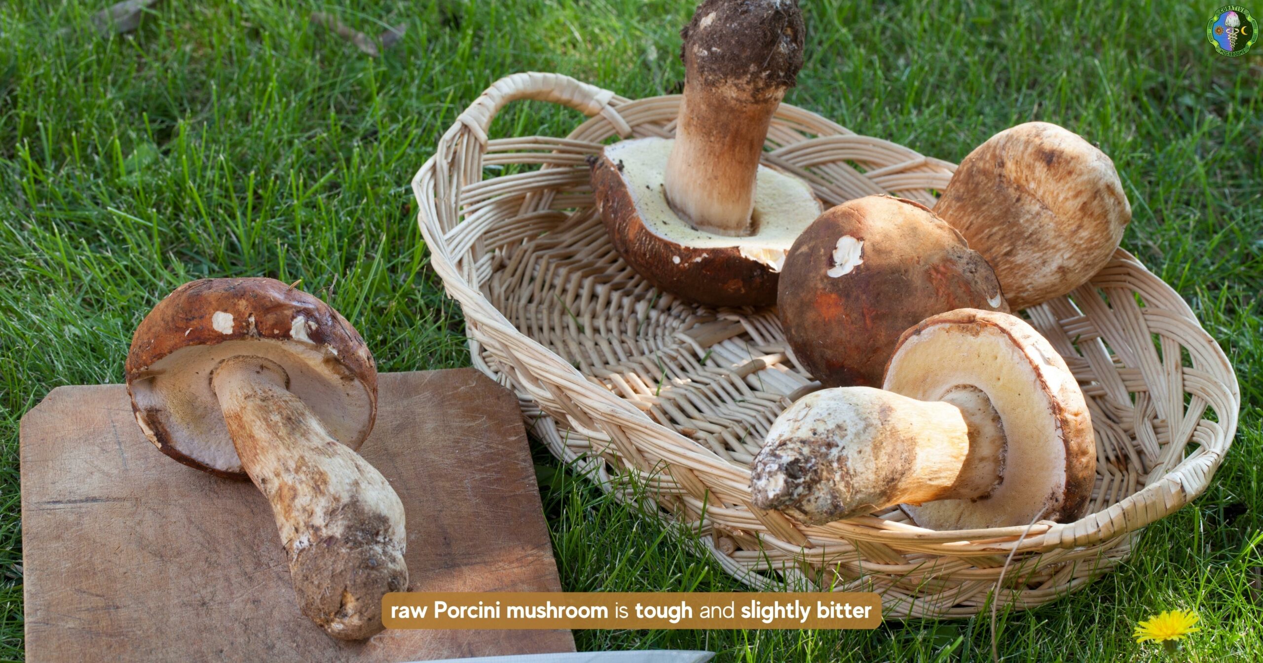 Porcini Mushroom 6 FAQs Boletus edulis a.k.a. Penny Bun