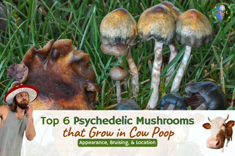 Do Psychedelic Mushrooms Grow in Cow Poop? Dung Mushrooms