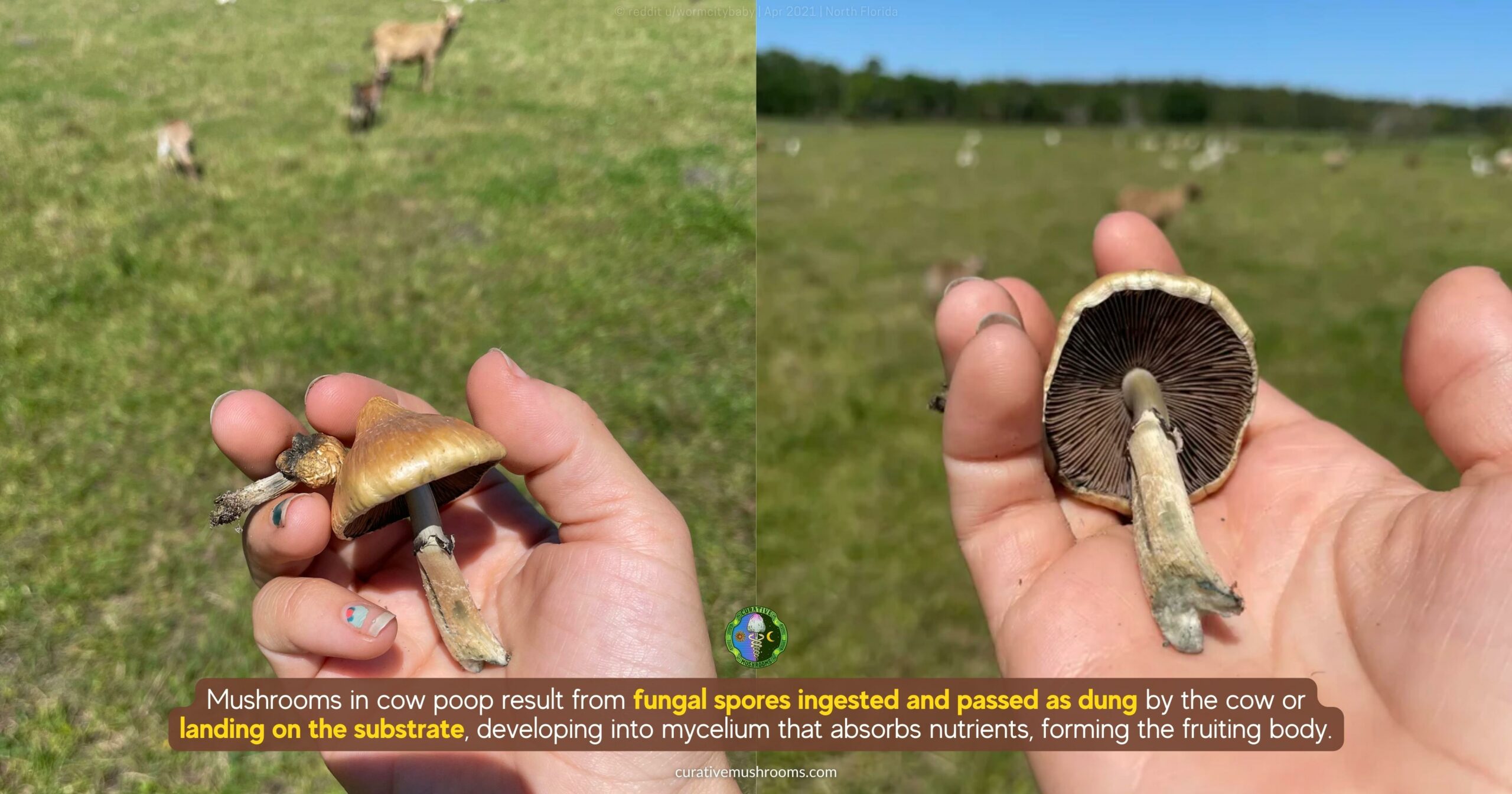 Do mushrooms come from cow poop - fungal spores ingested and passed as dung or spores landing on the substrate developing into mycelium that absorbs nutrients forming fruiting bodies