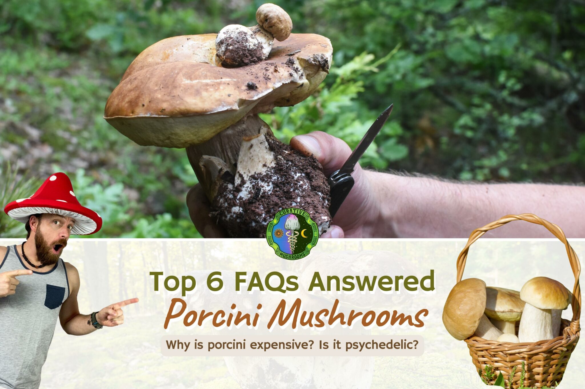 Porcini Mushroom 6 FAQs Boletus edulis a.k.a. Penny Bun