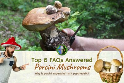 Exploring Boletus Edulis: 6 FAQs About Porcini Mushrooms Or Penny Bun Mushroom - Can You Eat Porcini Raw - Porcini Taste - Why Is Porcini So Expensive - Is Porcini Psychedelic