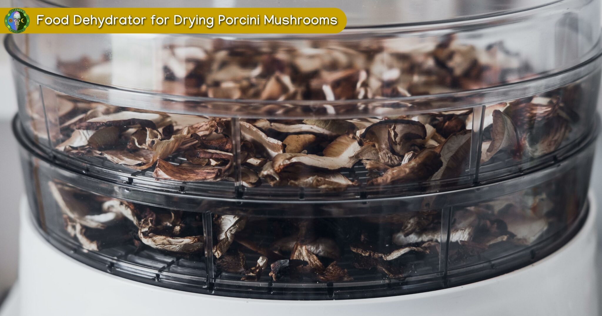 Dried Porcini Mushrooms 4 Ways to Dry Porcini Mushrooms