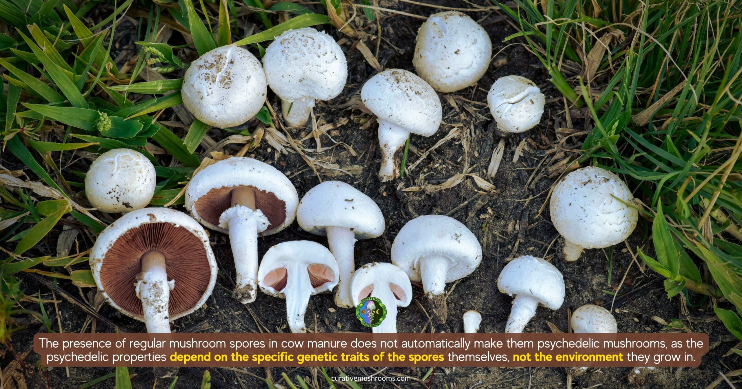 If regular mushroom spores grow from cow manure does that make them psychedelic mushrooms - depends on the specific genetic traits of the spores, not the environment