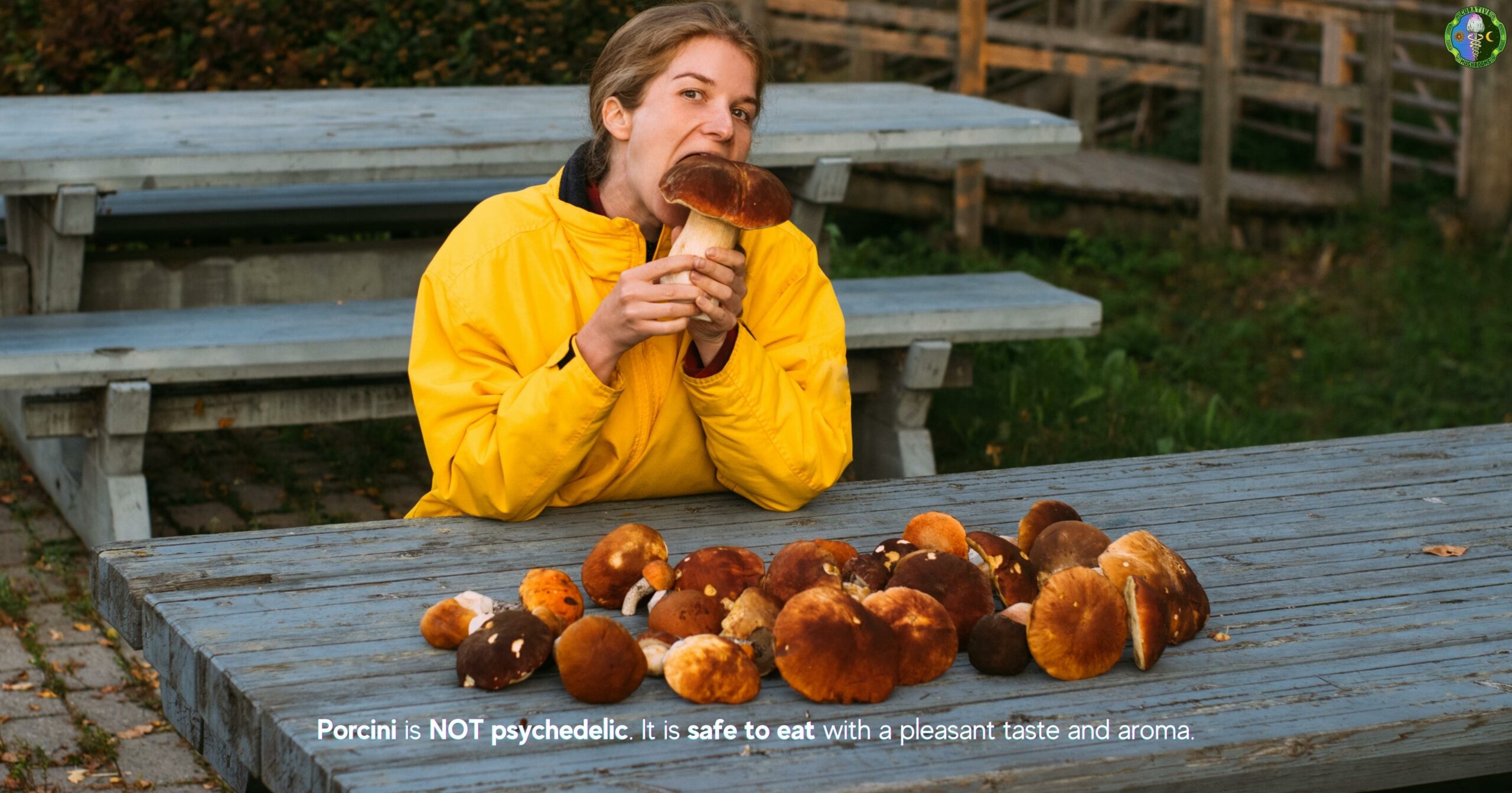 Is Porcini psychedelic - Porcini is NOT psychedelic. It is safe to eat with a pleasant taste and aroma.