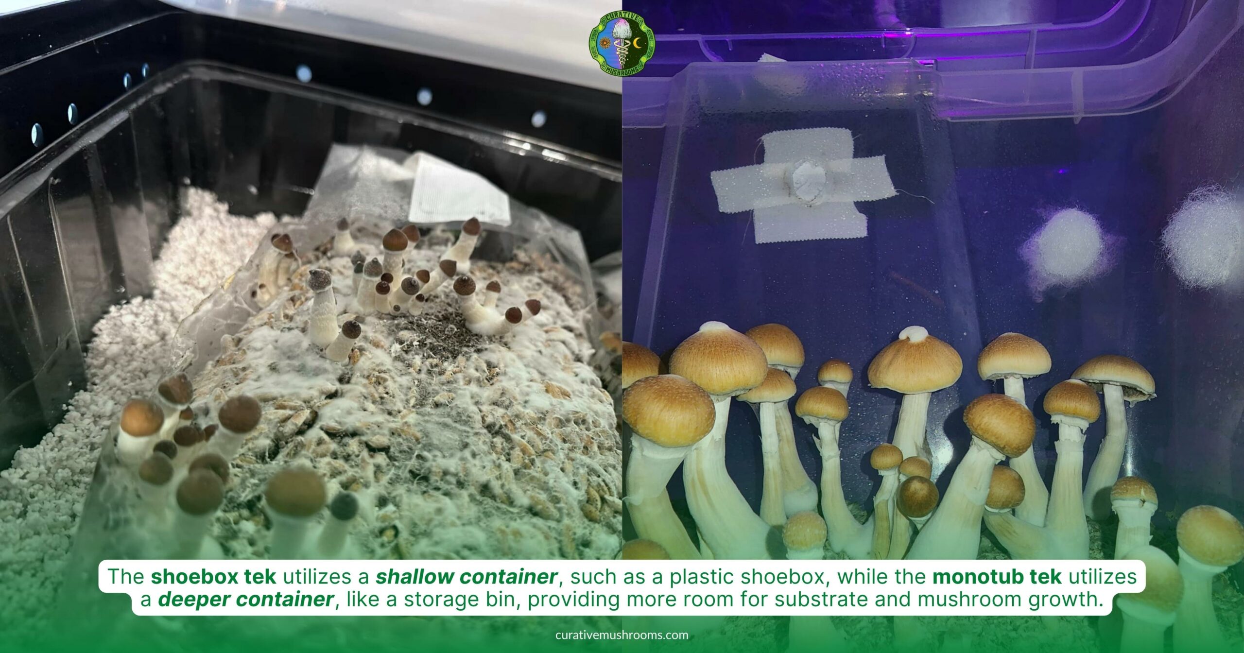 Shoe Box Tek vs. Monotub Tek - shoebox tek, shallow container, plastic shoebox - monotub tek, deeper container, storage bin, more room for substrate and mushroom growth