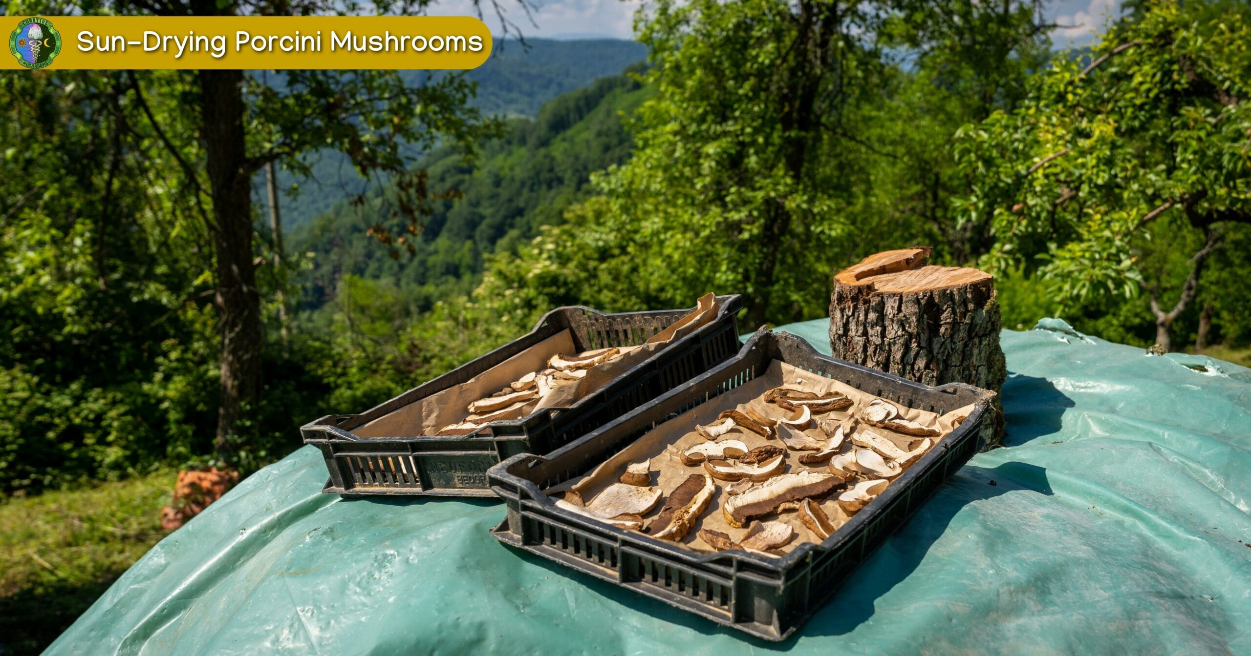 Sun Drying Porcini Mushrooms